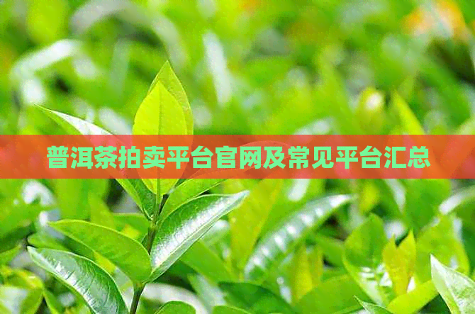 普洱茶拍卖平台官网及常见平台汇总