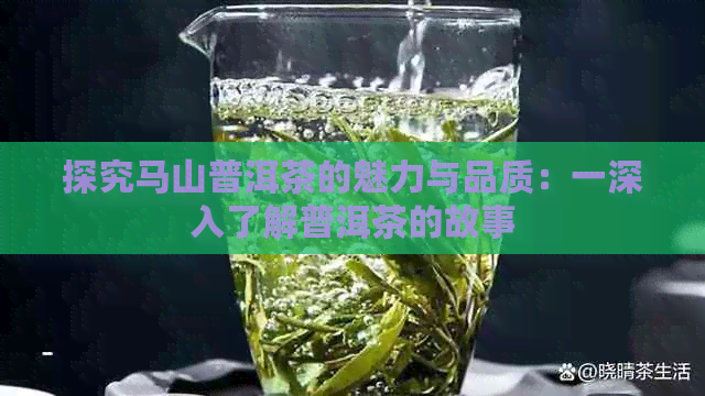 探究马山普洱茶的魅力与品质：一深入了解普洱茶的故事