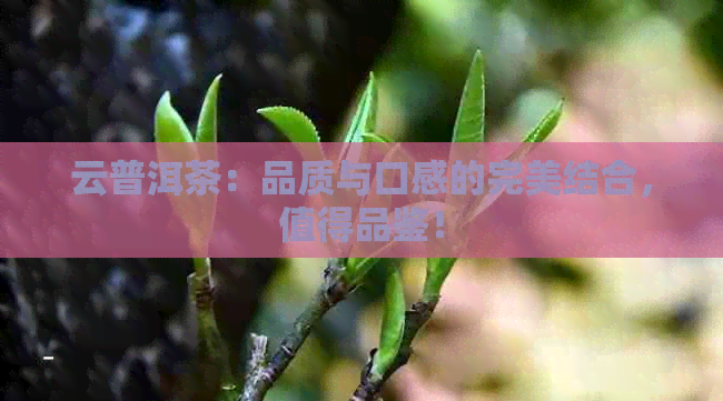 云普洱茶：品质与口感的完美结合，值得品鉴！