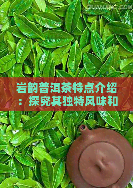 岩韵普洱茶特点介绍：探究其独特风味和品质