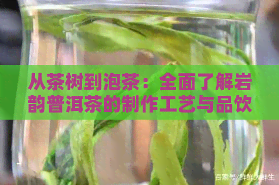 从茶树到泡茶：全面了解岩韵普洱茶的制作工艺与品饮技巧