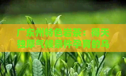 广东州特色岩茶：得天独厚气候条件孕育的乌龙茶品种