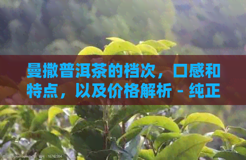 曼撒普洱茶的档次，口感和特点，以及价格解析 - 纯正曼撒普洱茶的品鉴指南