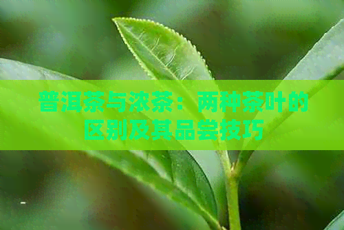 普洱茶与浓茶：两种茶叶的区别及其品尝技巧