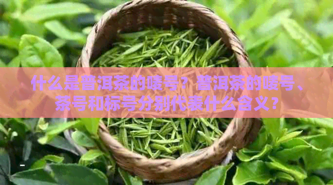 什么是普洱茶的唛号？普洱茶的唛号、茶号和标号分别代表什么含义？