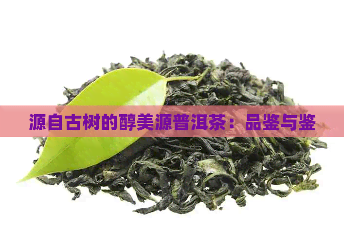 源自古树的醇美源普洱茶：品鉴与鉴