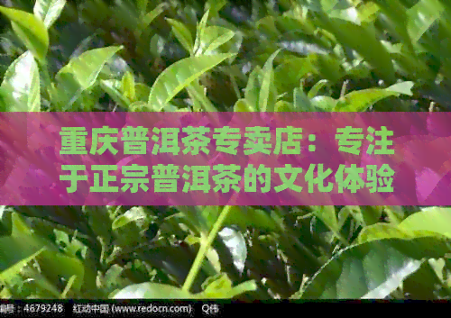 重庆普洱茶专卖店：专注于正宗普洱茶的文化体验与品质服务