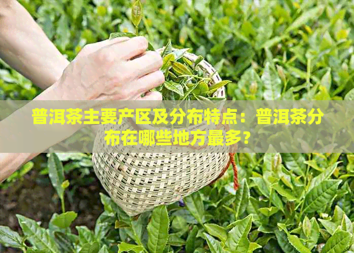 普洱茶主要产区及分布特点：普洱茶分布在哪些地方最多？