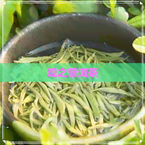 观之普洱茶