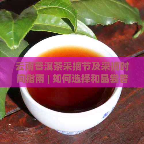 云南普洱茶采摘节及采摘时间指南 | 如何选择和品尝普洱茶