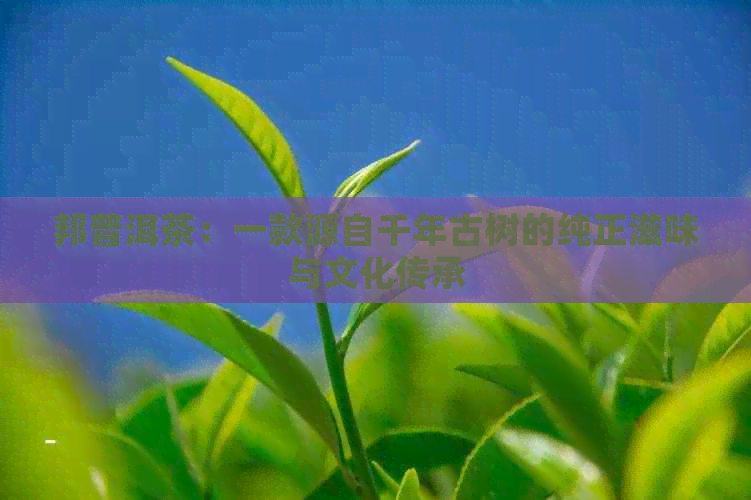 邦普洱茶：一款源自千年古树的纯正滋味与文化传承