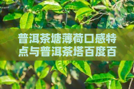 普洱茶塘薄荷口感特点与普洱茶塔百度百科：探究普洱茶的坑深度