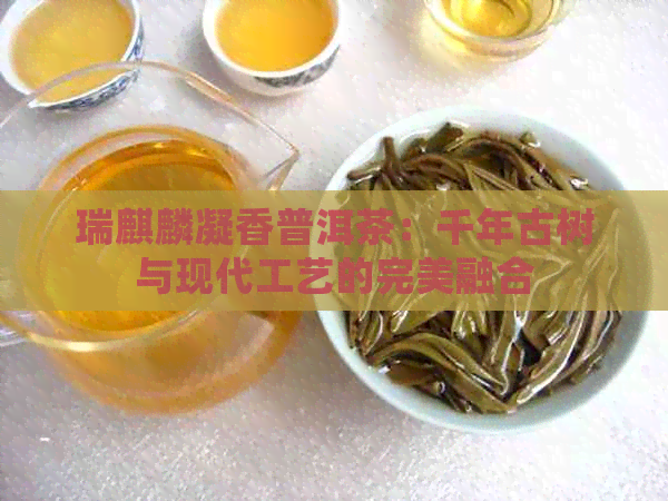 瑞麒麟凝香普洱茶：千年古树与现代工艺的完美融合