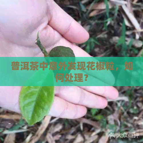 普洱茶中意外发现花椒粒，如何处理？