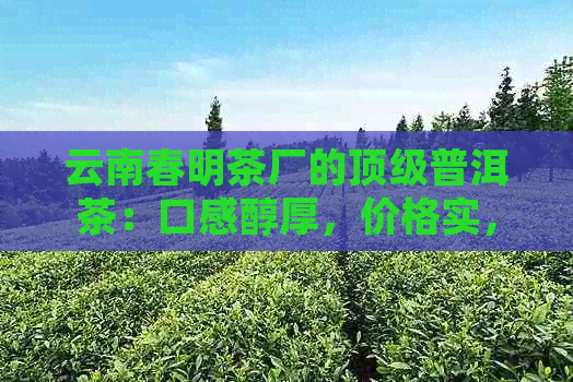 云南春明茶厂的顶级普洱茶：口感醇厚，价格实，独家销售