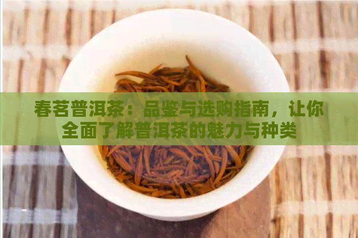 春茗普洱茶：品鉴与选购指南，让你全面了解普洱茶的魅力与种类