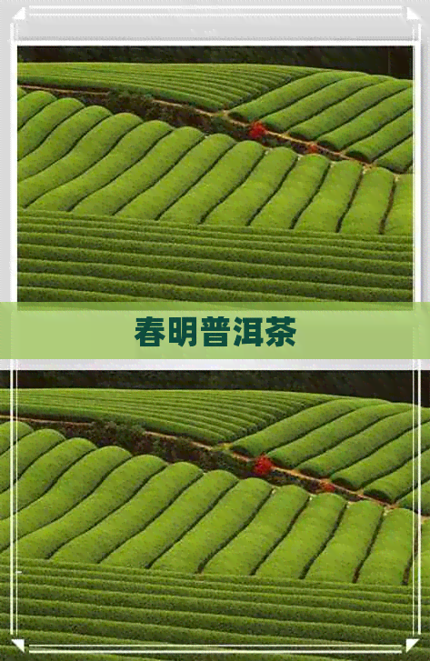 春明普洱茶