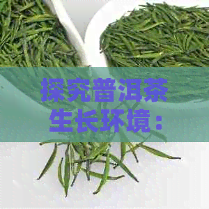 探究普洱茶生长环境：木大树与古树小树的异同