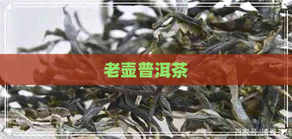 老壶普洱茶