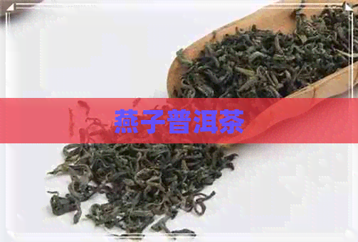 燕子普洱茶