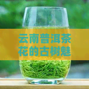 云南普洱茶花的古树魅力：品鉴与功效