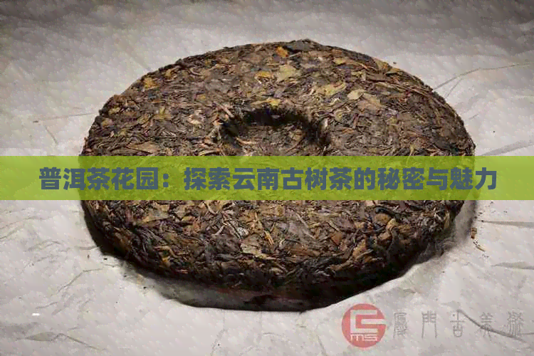 普洱茶花园：探索云南古树茶的秘密与魅力