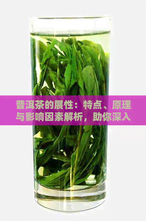 普洱茶的展性：特点、原理与影响因素解析，助你深入了解这一茶叶特性