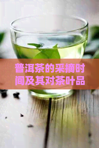 普洱茶的采摘时间及其对茶叶品质的影响：了解采摘节及注意事项