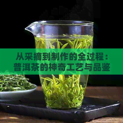 从采摘到制作的全过程：普洱茶的神奇工艺与品鉴技巧