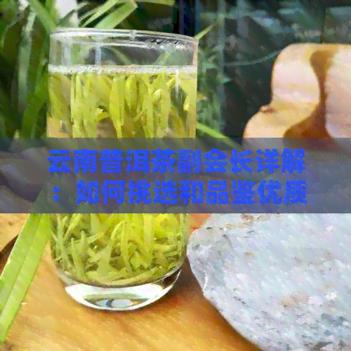 云南普洱茶副会长详解：如何挑选和品鉴优质普洱茶？