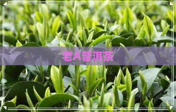 老A普洱茶