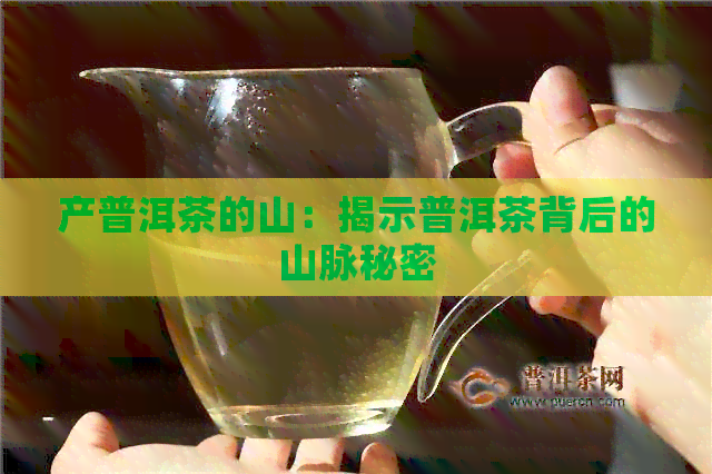 产普洱茶的山：揭示普洱茶背后的山脉秘密