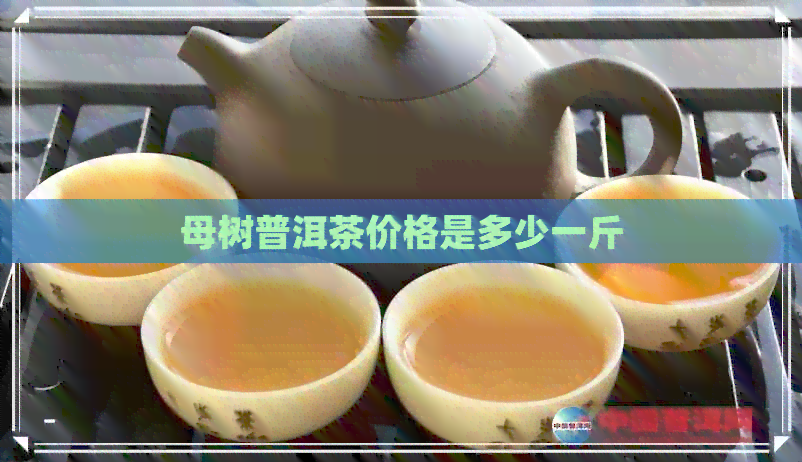 母树普洱茶价格是多少一斤