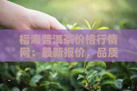 福海普洱茶价格行情网：最新报价，品质鉴别，收藏指南，茶叶市场动态