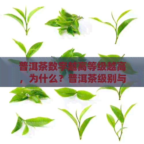 普洱茶数字越高等级越高，为什么？普洱茶级别与品质有何关系？