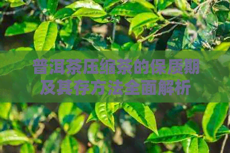 普洱茶压缩茶的保质期及其存方法全面解析