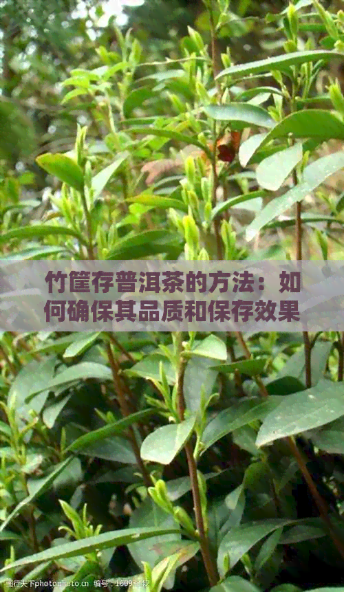 竹筐存普洱茶的方法：如何确保其品质和保存效果