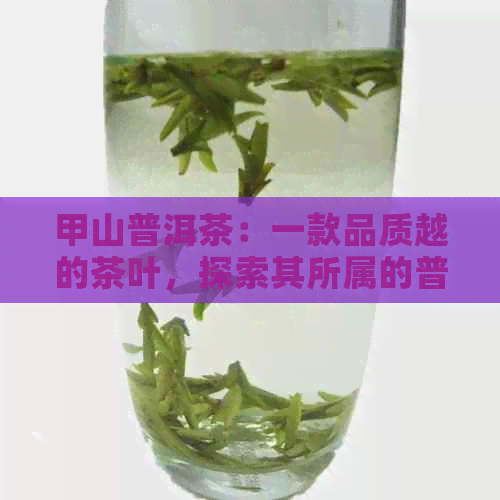 甲山普洱茶：一款品质越的茶叶，探索其所属的普洱茶等级与档次