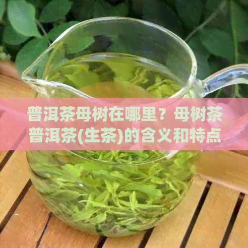 普洱茶母树在哪里？母树茶普洱茶(生茶)的含义和特点