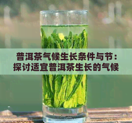 普洱茶气候生长条件与节：探讨适宜普洱茶生长的气候类型及要求