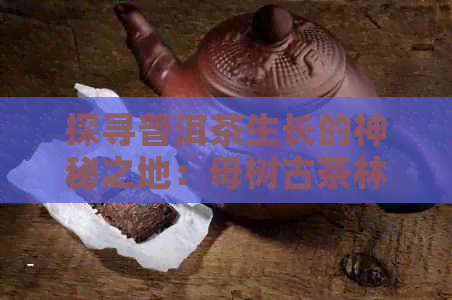 探寻普洱茶生长的神秘之地：母树古茶林的独特魅力