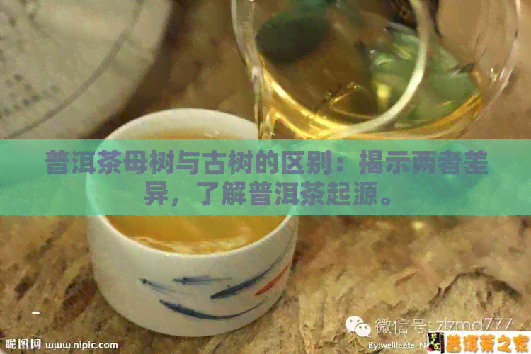 普洱茶母树与古树的区别：揭示两者差异，了解普洱茶起源。