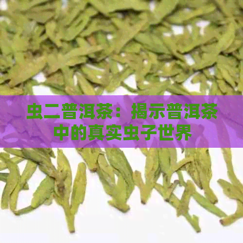 虫二普洱茶：揭示普洱茶中的真实虫子世界