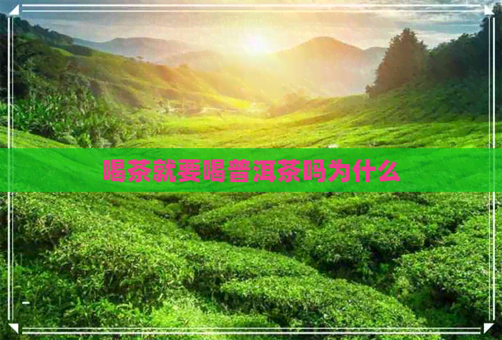 喝茶就要喝普洱茶吗为什么