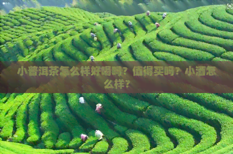 小普洱茶怎么样好喝吗？值得买吗？小酒怎么样？