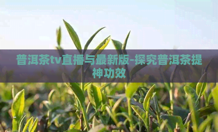 普洱茶tv直播与最新版-探究普洱茶提神功效