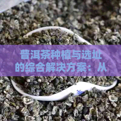 普洱茶种植与选址的综合解决方案：从土地选择到市场分析全解析