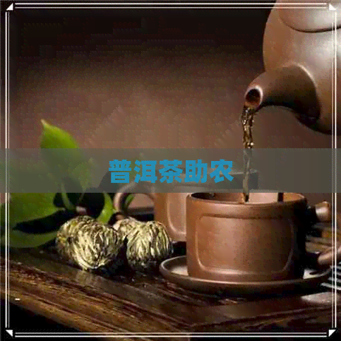 普洱茶助农