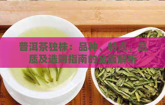 普洱茶独株：品种、特点、品质及选购指南的全面解析