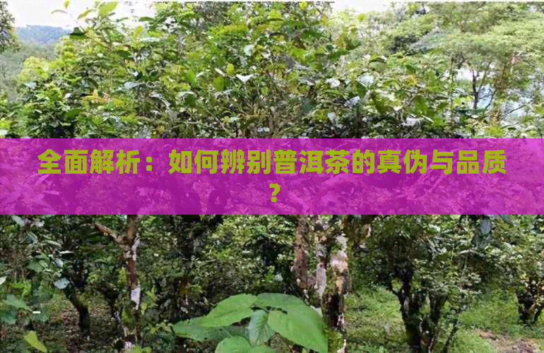 全面解析：如何辨别普洱茶的真伪与品质？